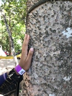 thorny tree .jpg