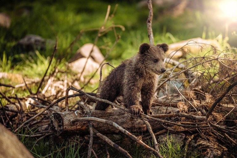 baby  bear  cub.jpg