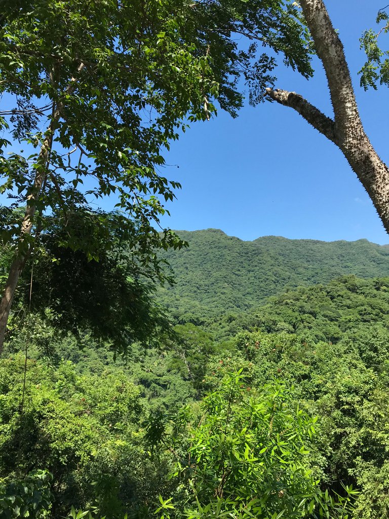 greenery.jpeg