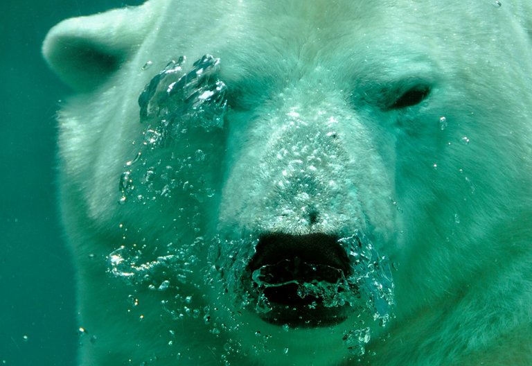 Polar bear .jpg