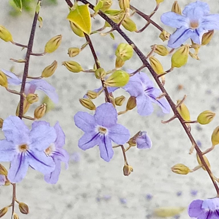 purple flowers pic 3.jpg