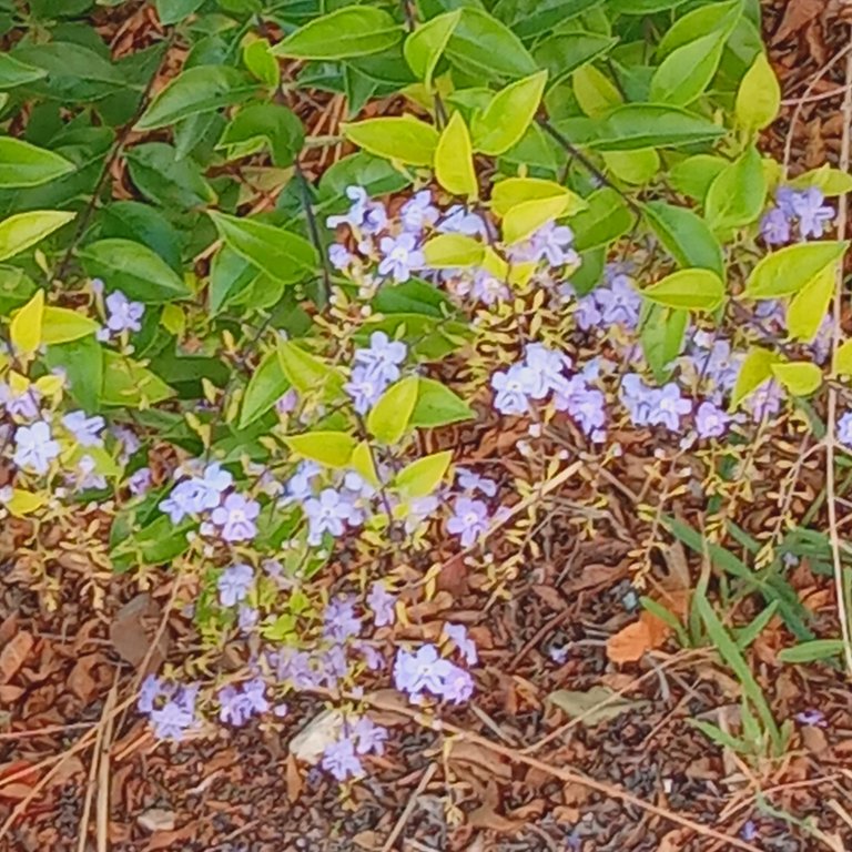purple flowers.jpg