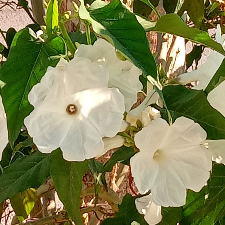 white flowers.jpg