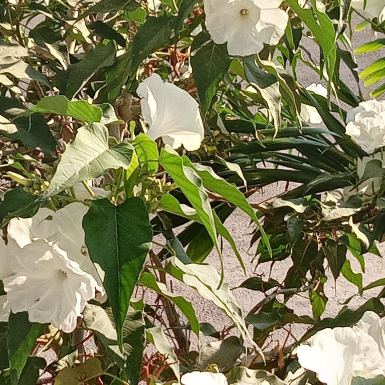 white flowers part 2.jpg
