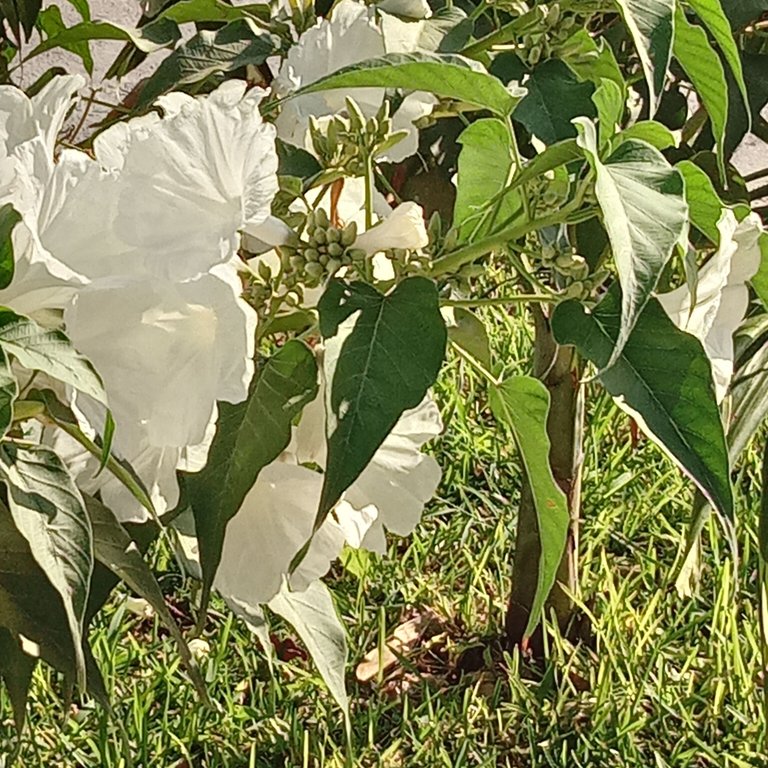 white flowers part 3.jpg
