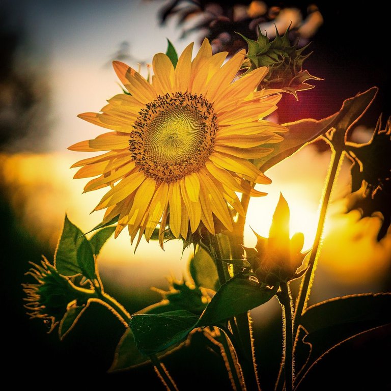 sunflower-g3e2630dfd_1280.jpg
