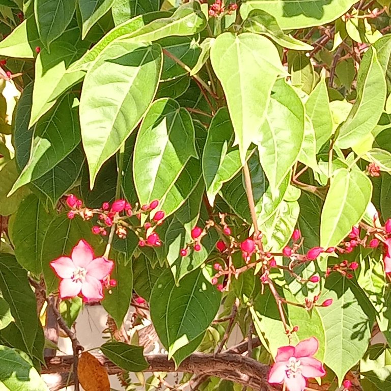 pink flowers in tree.jpg