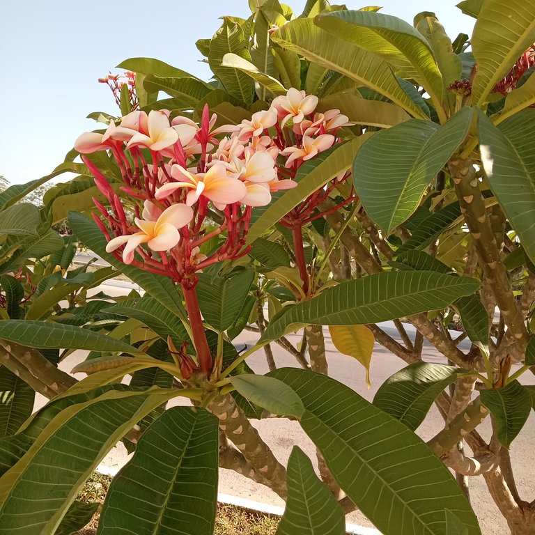 pink and yellow flowers 2.jpg