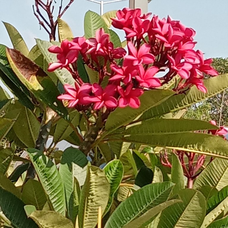hot pink flowers .jpg