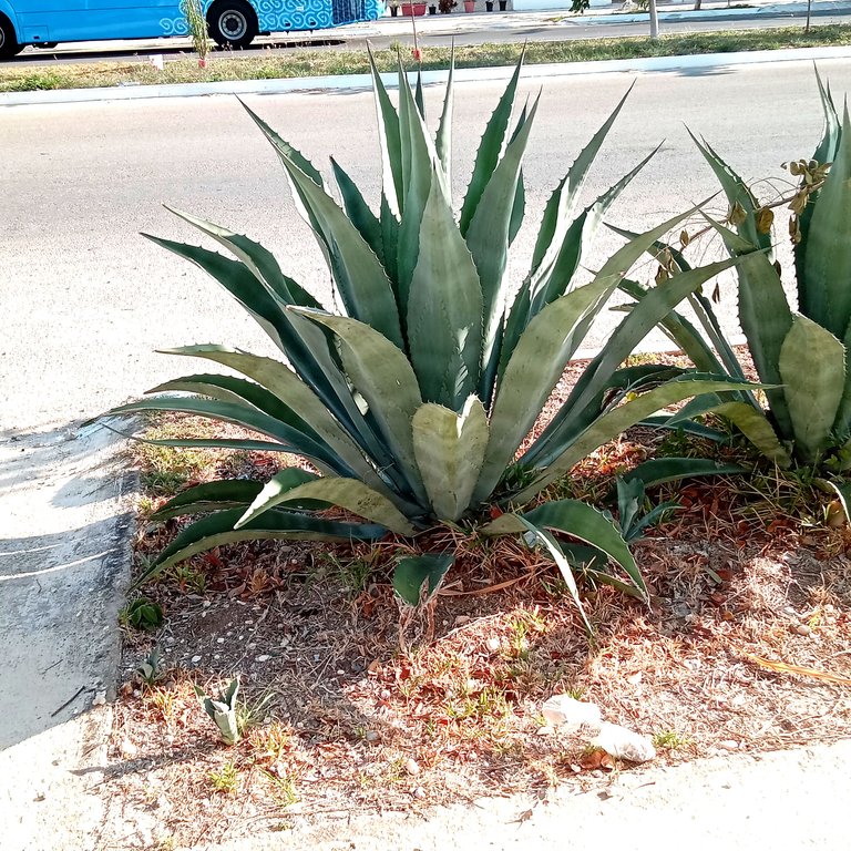 agave plant pic 1.jpg