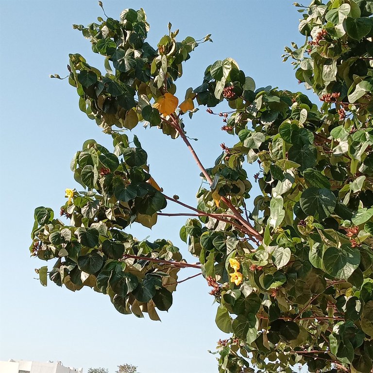 tree flowers.jpg
