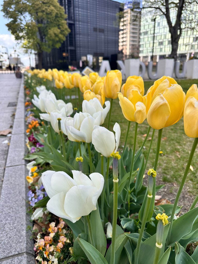 IMG_4281.jpeg