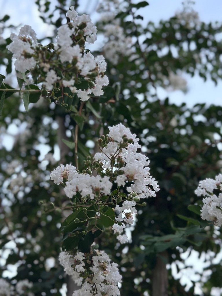 IMG_9033.jpeg