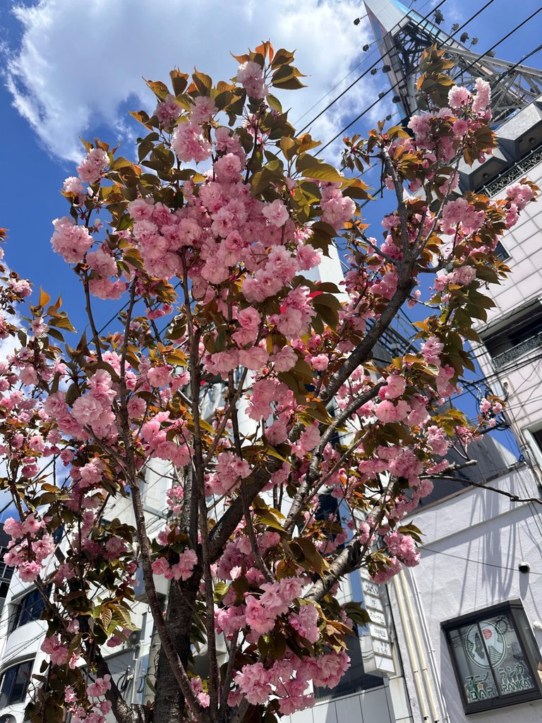 IMG_4264.jpeg