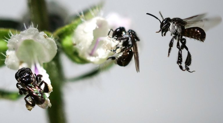 stingless bees on basil flowers Geoffrey Dutton.jpg