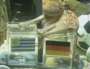 Paul_the_Octopus_picks_Germany_over_Uruguay_in_3rd_place_World_Cup_match_2010-07-09.jpg