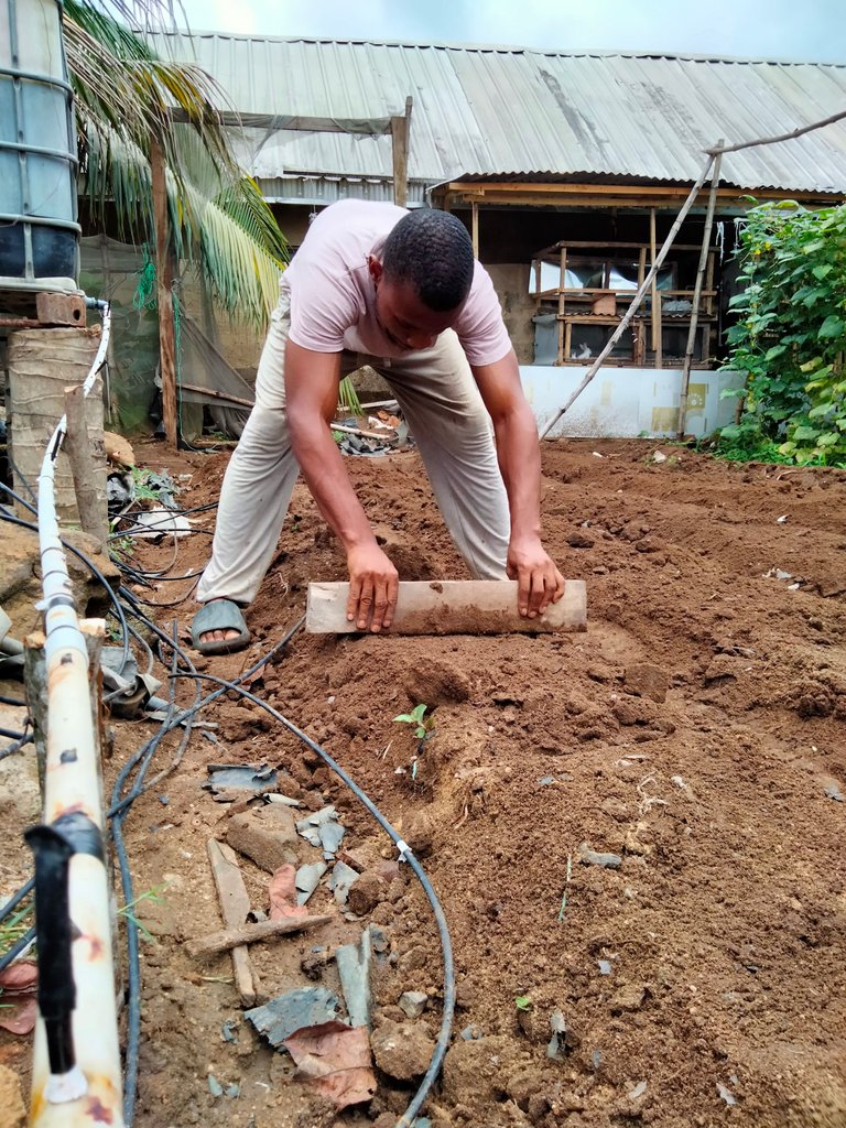 Harrowing of my Ridges and installation of drip irrigation. | My Maize Gardening Challenge (#mc2022)