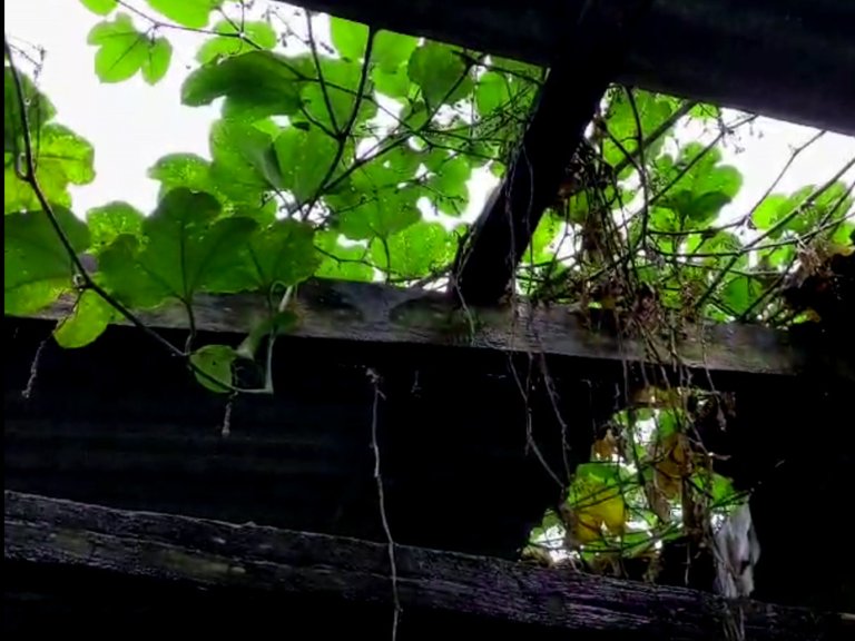 barn roof 2.jpg