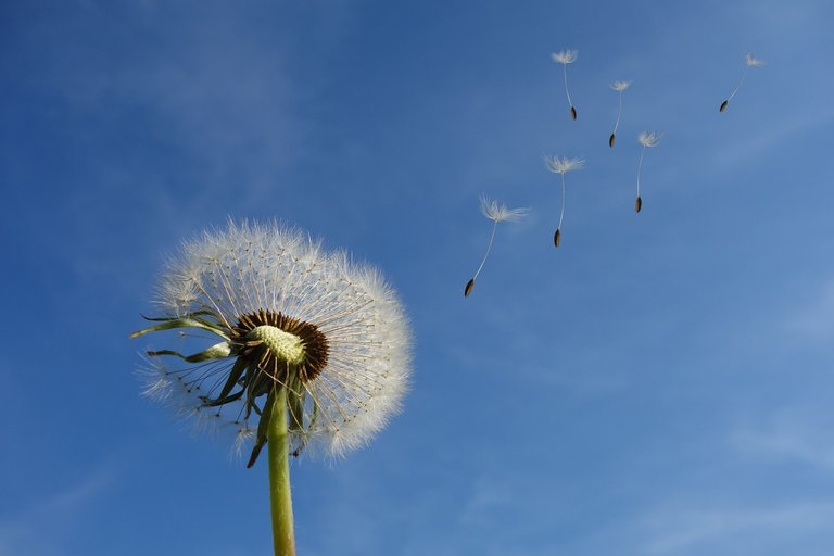 dandelion-463928_1280.jpg