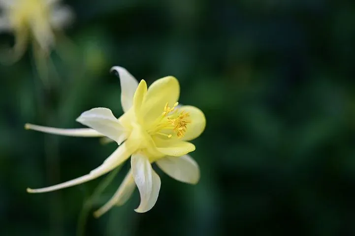 columbine-6001350__480.webp