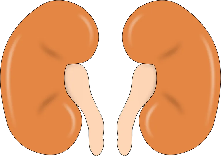 kidney-147499_1280.webp