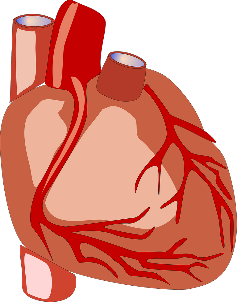 heart-2028154_1280.png
