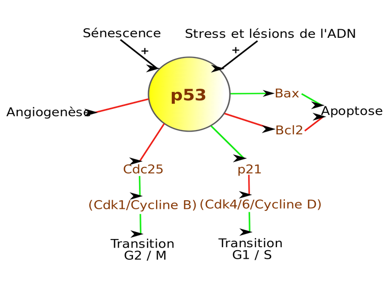Proteine_p53.svg.png