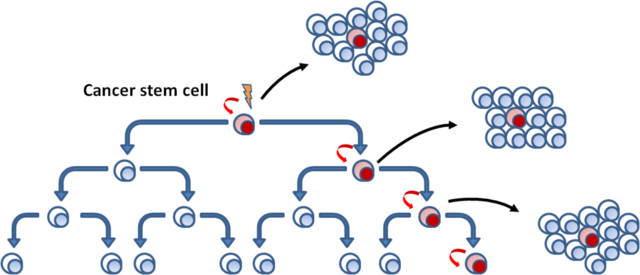 640pxCancer_stem_cells_model.png