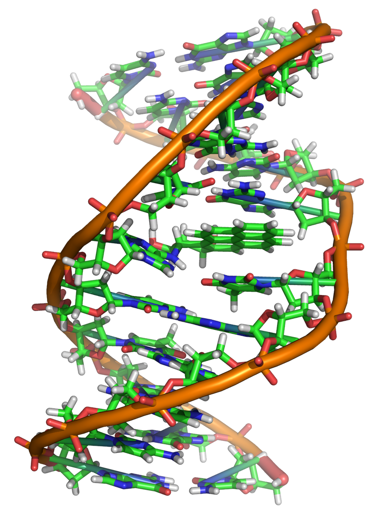 Benzopyrene_DNA_adduct_1JDG.png
