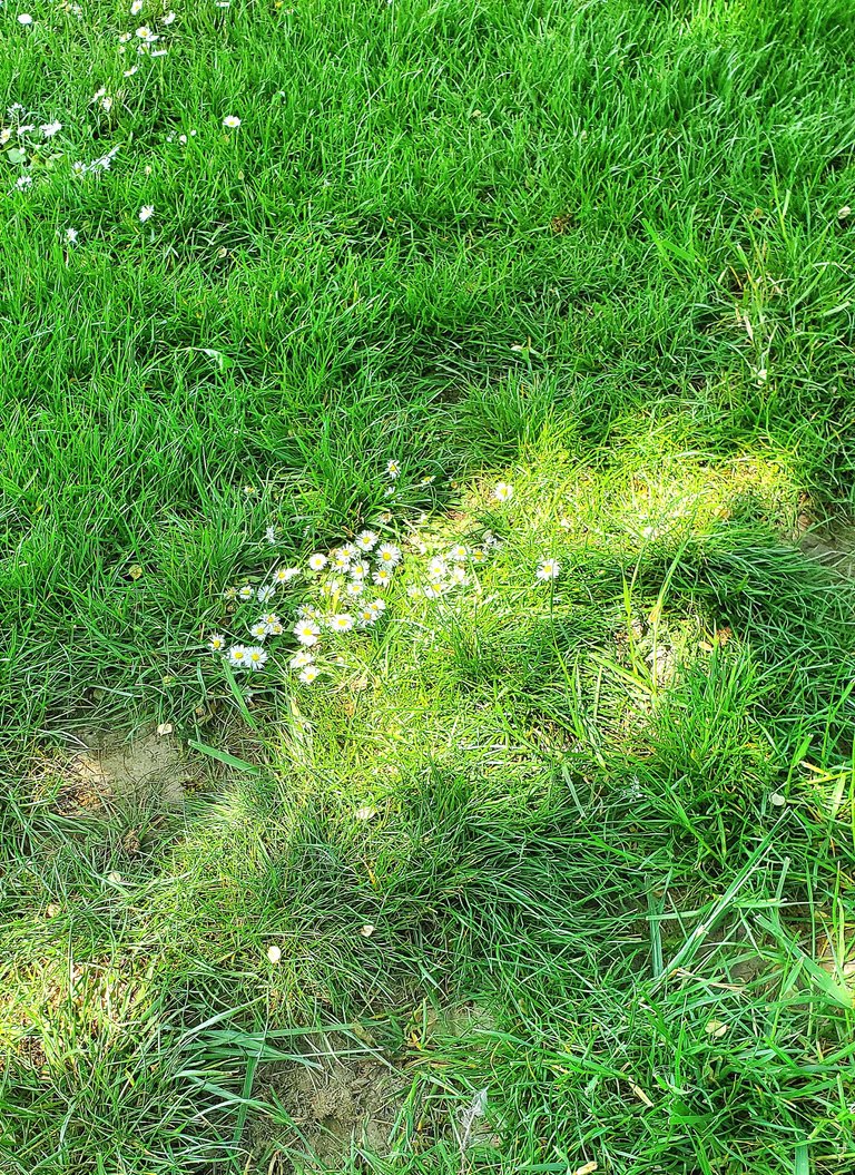 touch grass.jpg