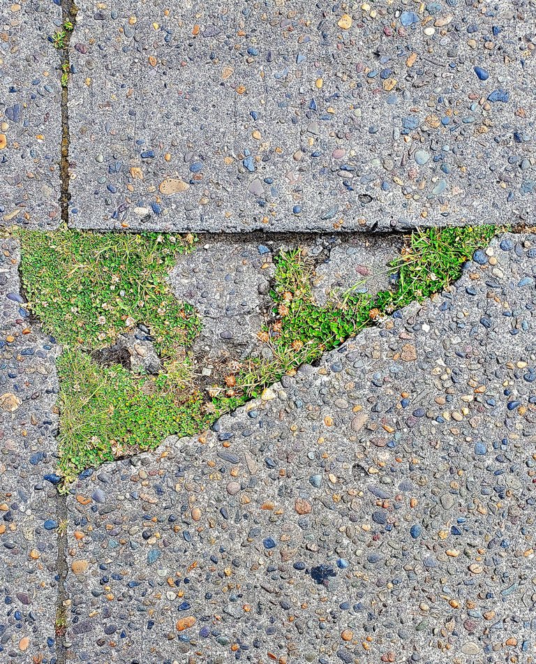 nature taking the streets back (jun 2025).jpg