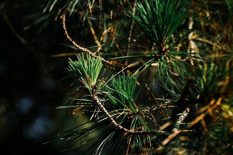 A close-up shot of new pine needle growth