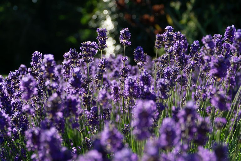 Lavender patch in Newhaven