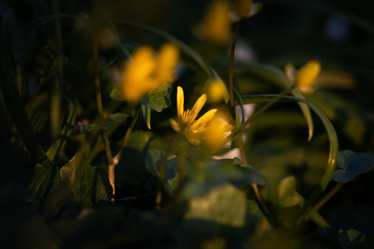A low-angle shallow depth of field shot of a wild buttercup