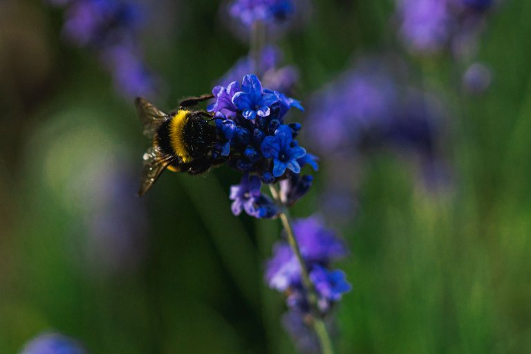 Close-up of Buff-tailed Bumblebee (*Bombus Terrestris*) on Lavender