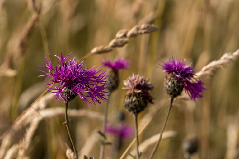 Milk Thistle against mature grass seed