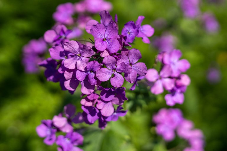 A high-angle shallow depth of field compound flower head made up of many hot pink flower heads