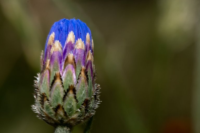 A blue cornflower bud