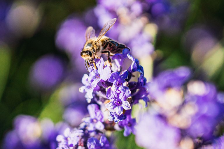 Close up of Western Honey bees (Apis mellifera) feeding on Lavender
