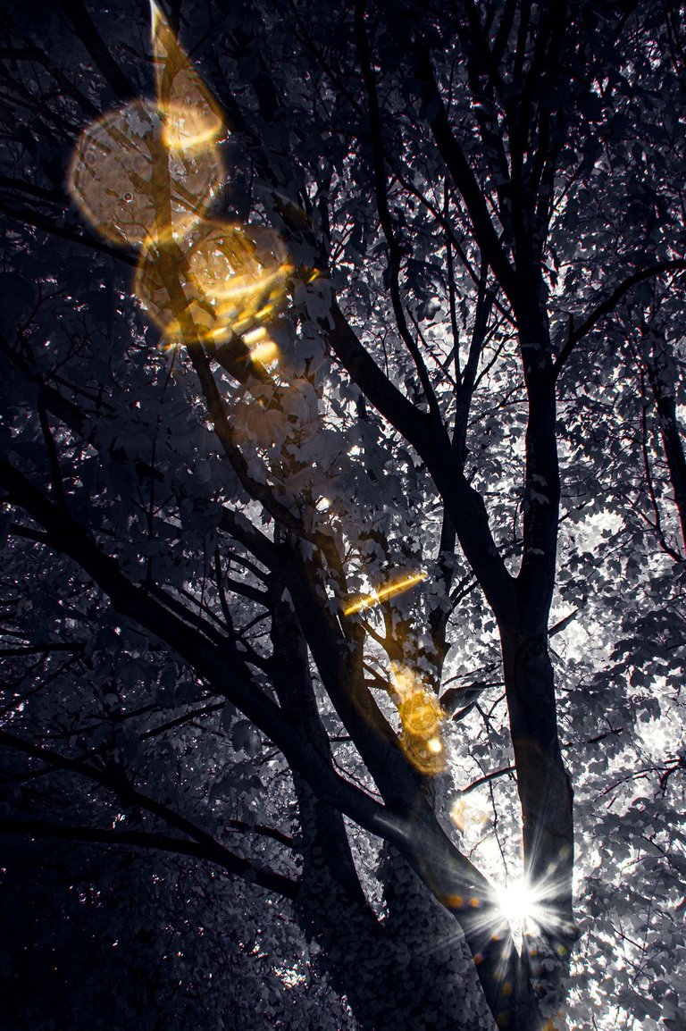 Sun behind a tree, with a lens flare in Infrared