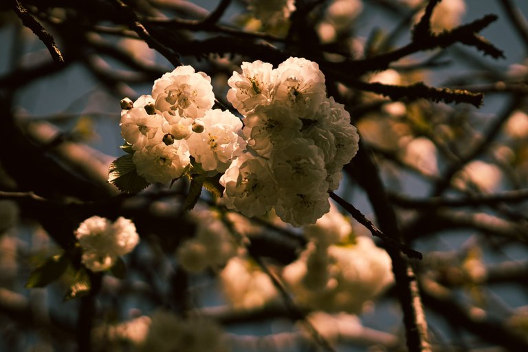 Close up of white cherry blossom tree at sunset
