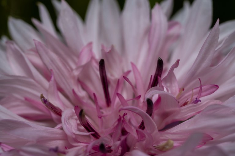 A macro shot of a pink cornflower flower head