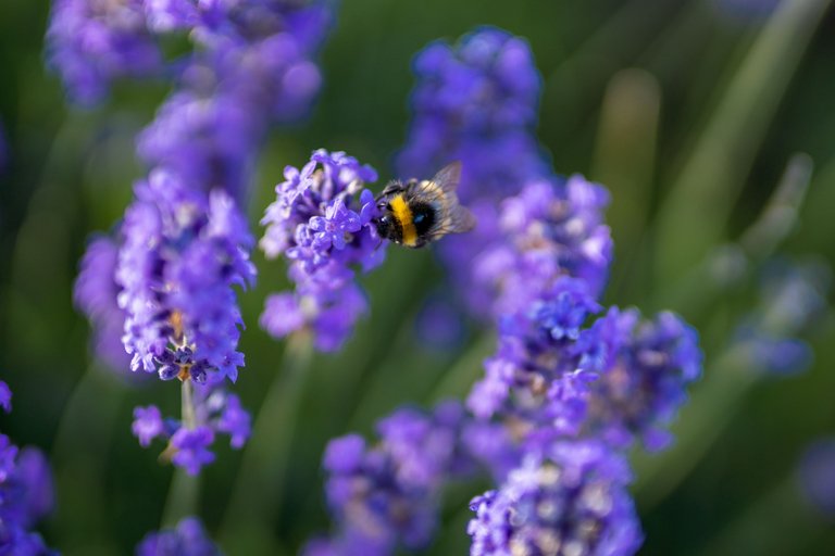Buff-tailed Bumblebee (*Bombus Terrestris*) on Lavender