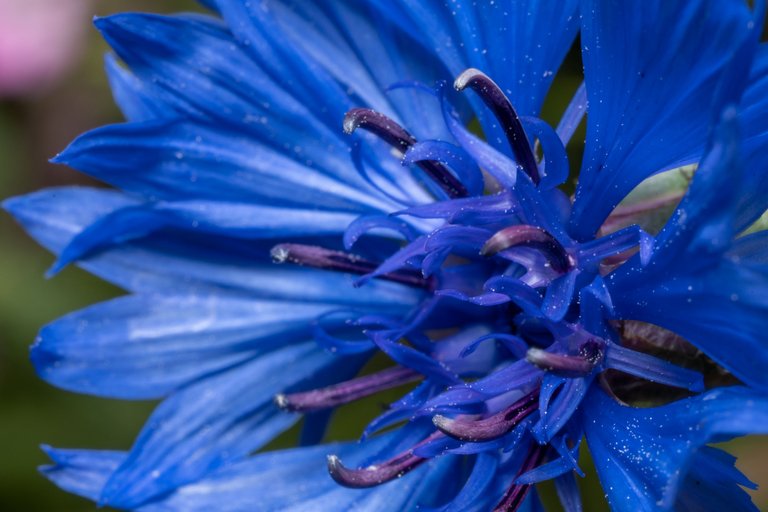 A pure blue cornflower head with purple anthers