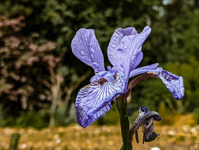 Photo of a Blue Iris taken at Center Parcs Elveden Forest