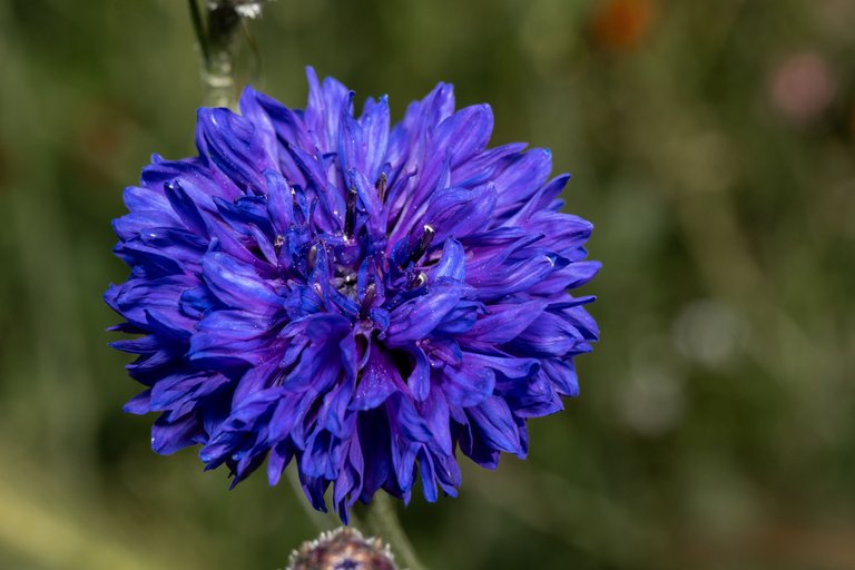 A blue-purple cornflower head
