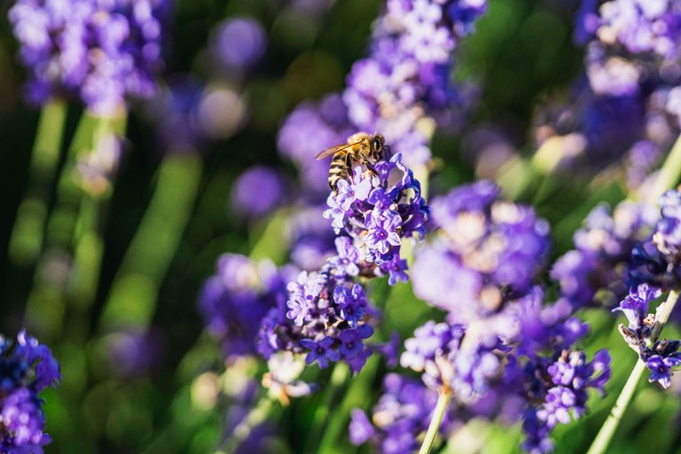 Western Honey bees (Apis mellifera) feeding on Lavender