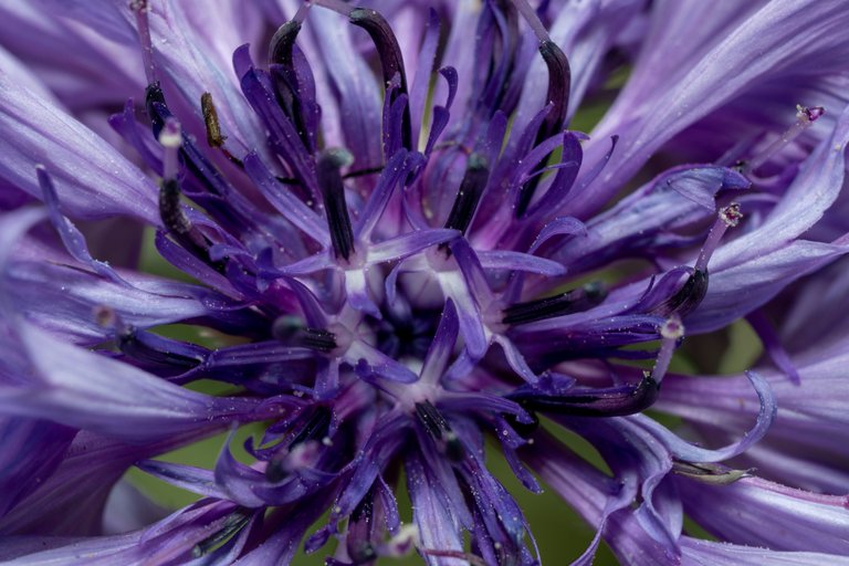 Close-up high-angle view of a purple cornflower