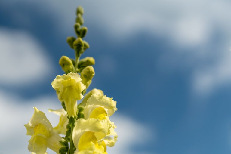 A view of a Yellow Snapdragon stalk from a low angle looking up to the sky