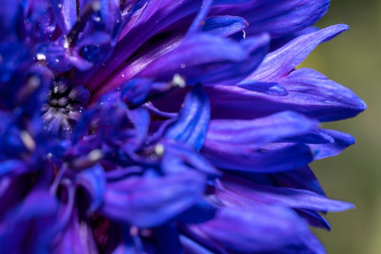 Close up of the blue-purple petals